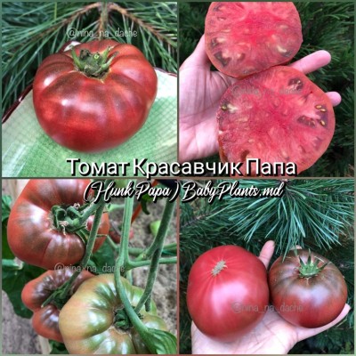 Томат Красавчик Папа (Hunk Papa) - 10 семян