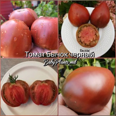 Томат Бычок черный - 10 семян