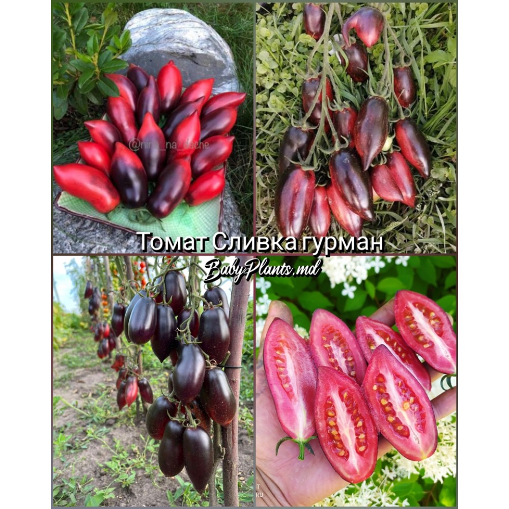 Томат Сливка гурман - 10 семян