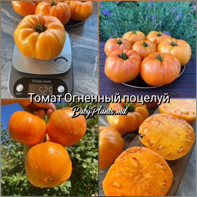 Томат Огненный поцелуй - 10 семян