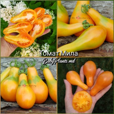 Томат Мила - 10 семян