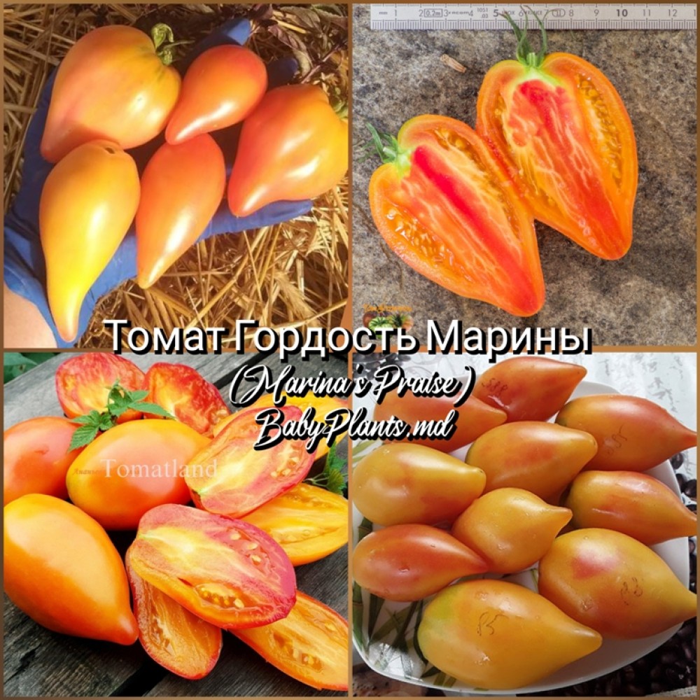 Томат Гордость Марины (Marina's Praise) - 10 семян