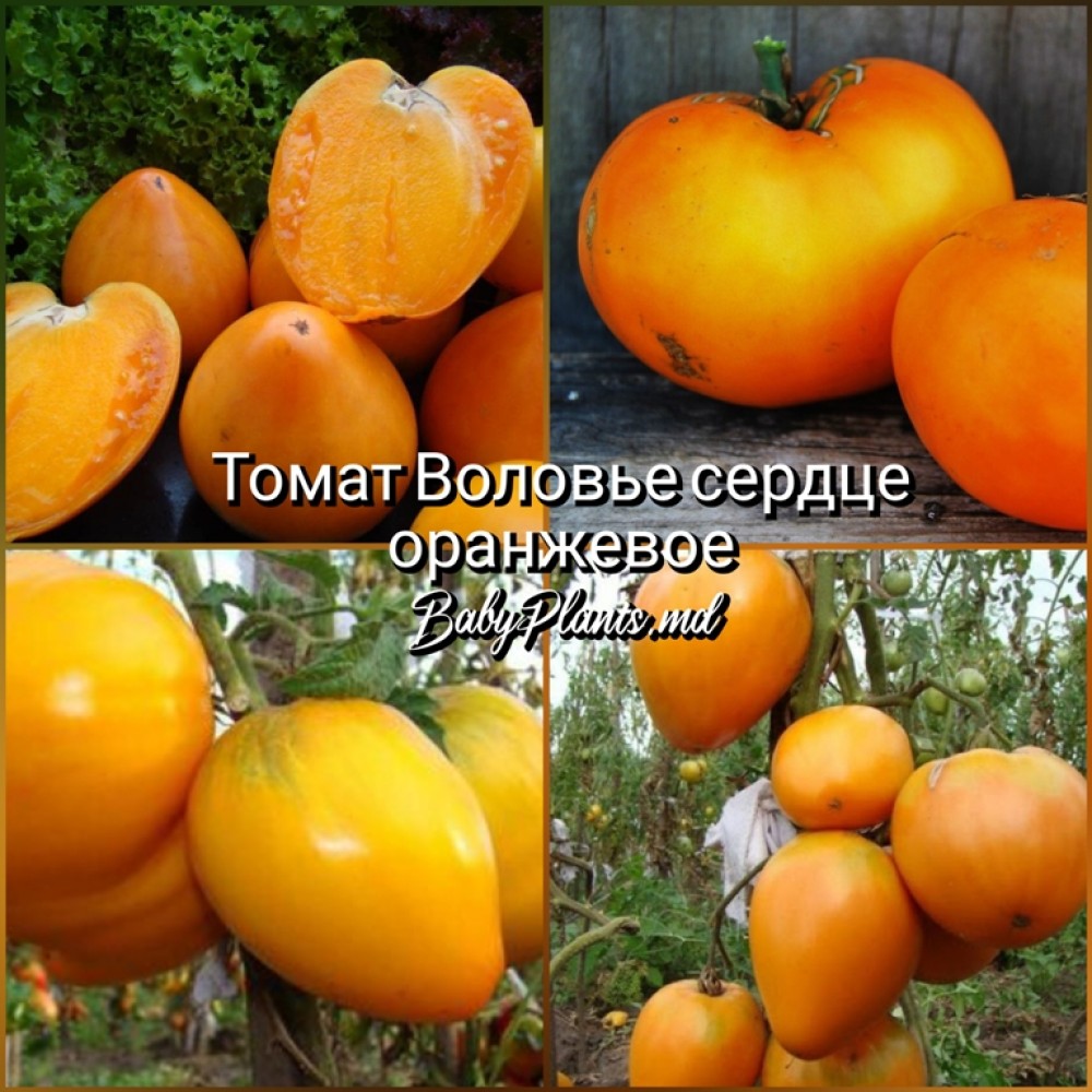 Томат Воловье сердце оранжевое - 10 семян