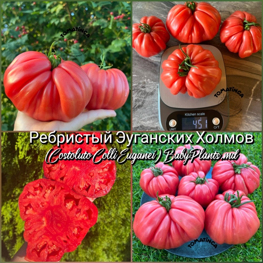 Томат Ребристый Эуганских Холмов (Costoluto Colli Euganei) - 10 семян