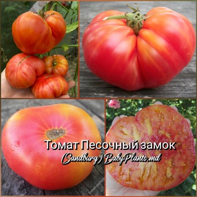 Томат Песочный замок (Sandburg) - 10 семян