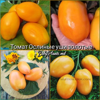 Томат Томат Ослиные уши золотые - 10 семян - 10 семян