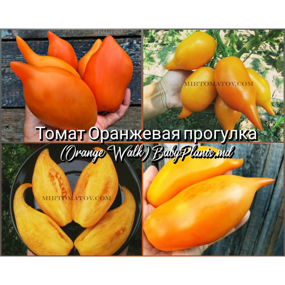 Томат Оранжевая прогулка (Orange Walk) - 10 семян