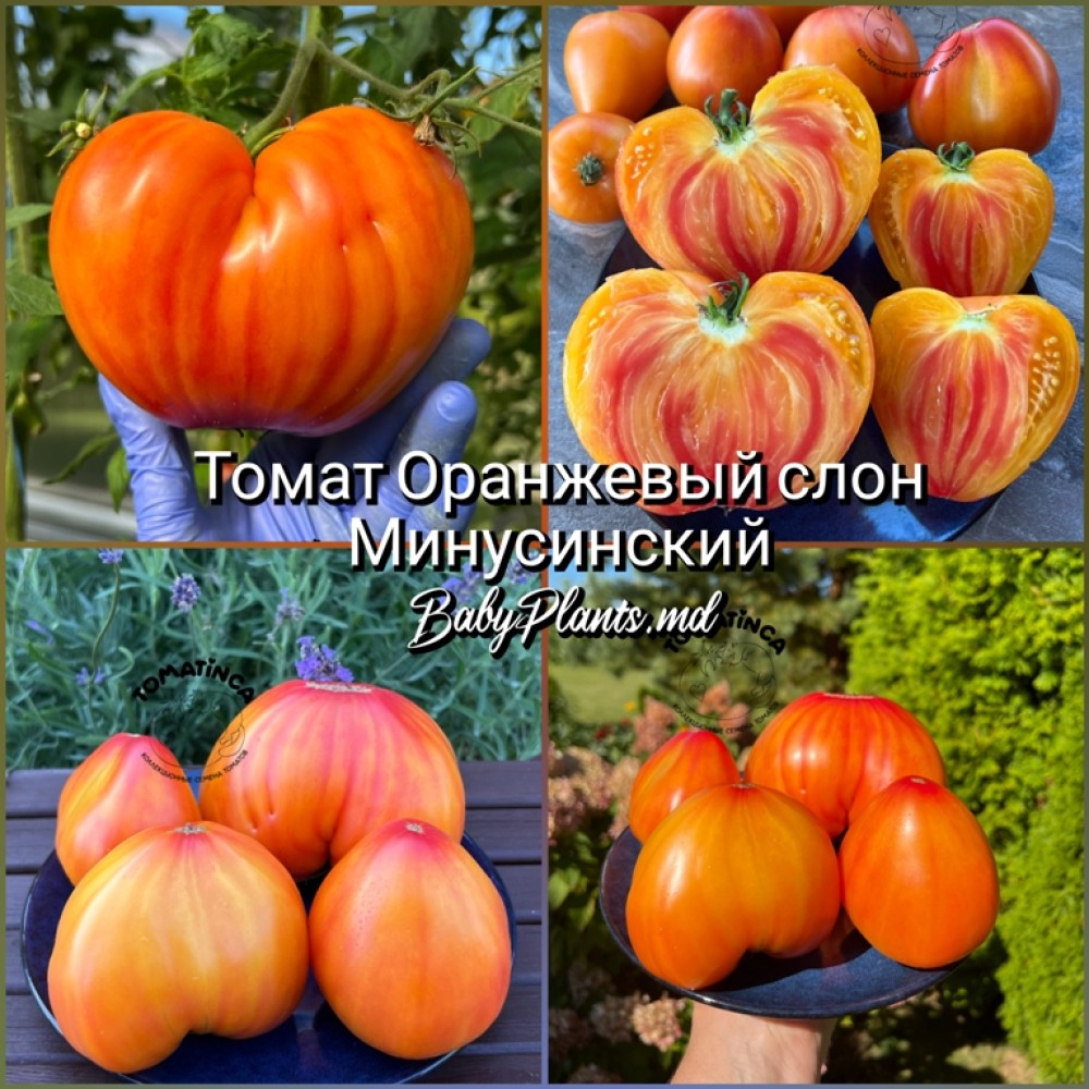 Томат Оранжевый слон Минусинский - 10 семян