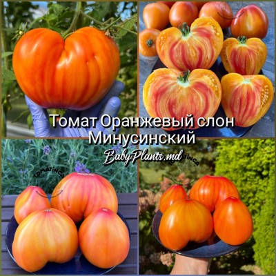 Томат Оранжевый слон Минусинский - 10 семян