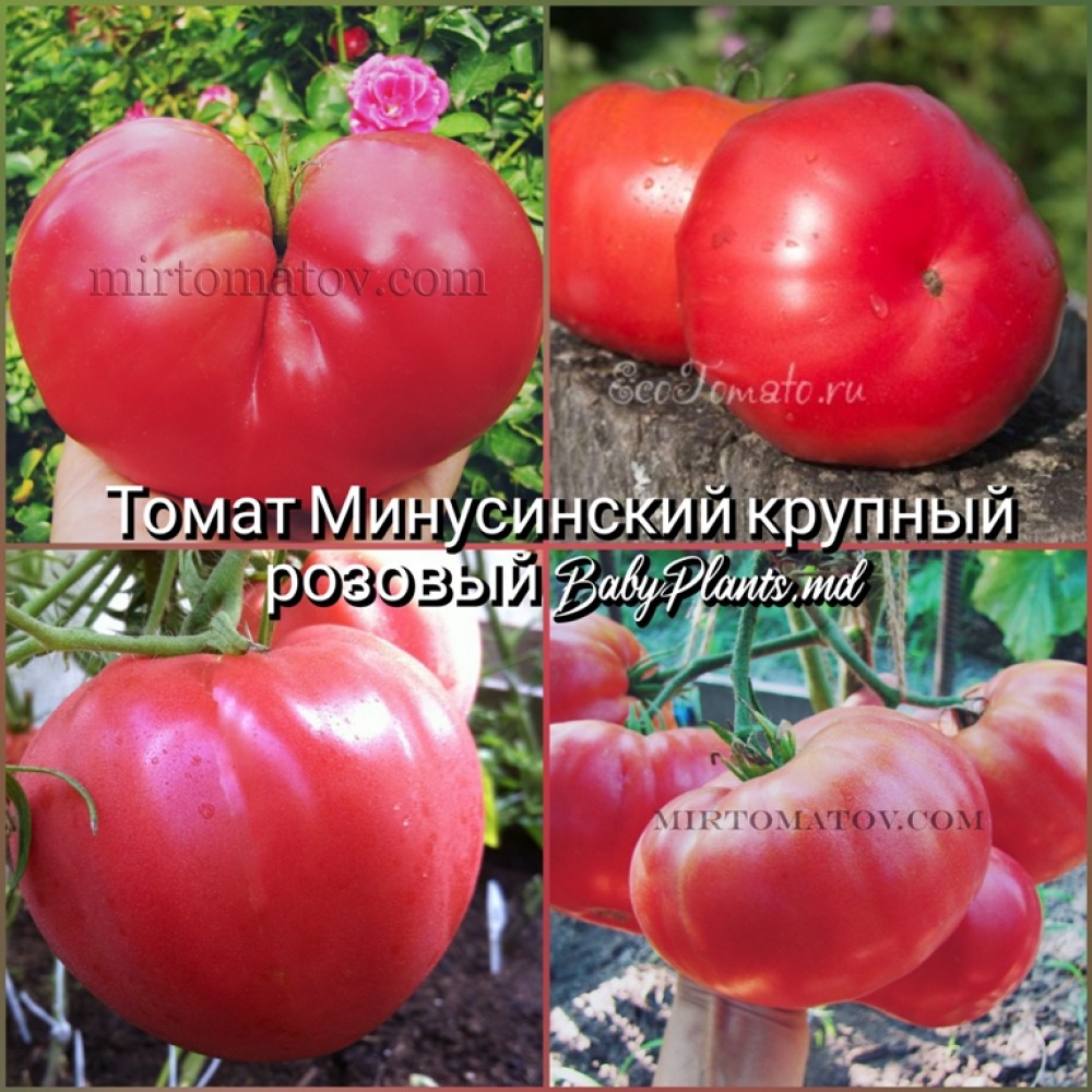 Томат Минусинский гигант розовый - 10 семян