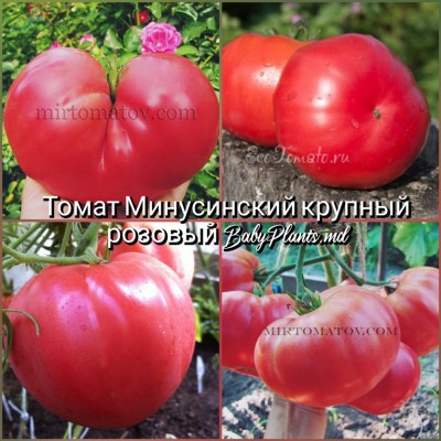 Томат Минусинский гигант розовый - 10 семян