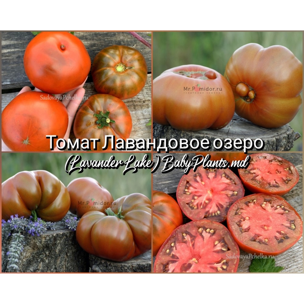 Томат Лавандовое озеро (Lavander Lake) - 10 семян