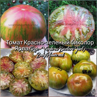 Томат Красно-зеленый биколор Ярла (Rojo-Verde ou Bicolore Jarl) - 10 семян