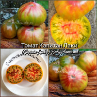 Томат Капитан Лаки (Captain Lucky) - 10 семян