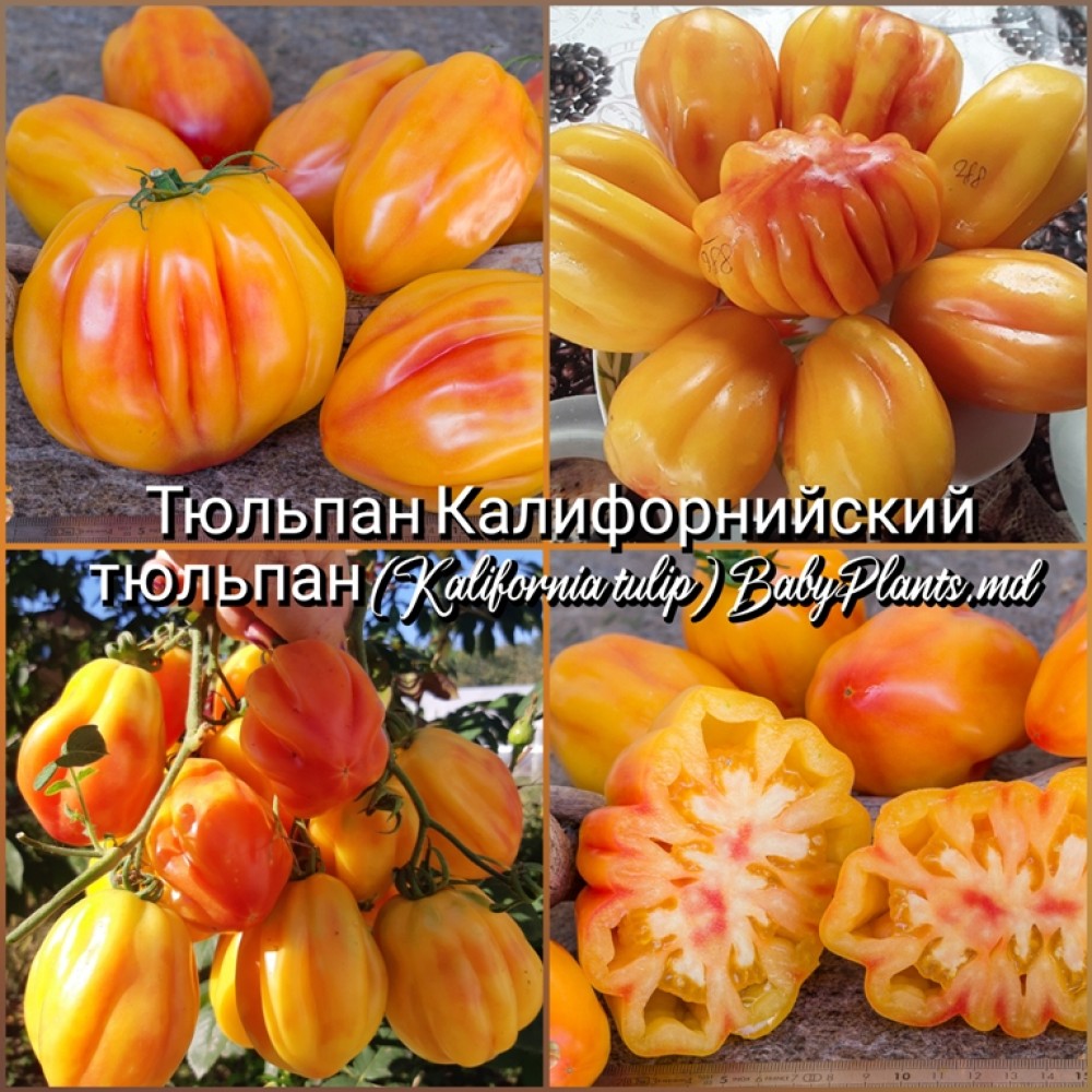Томат Калифорнийский тюльпан (Kalifornia tulip) - 10 семян