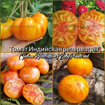Томат Индийская резервация (Indian Reservation) - 10 семян