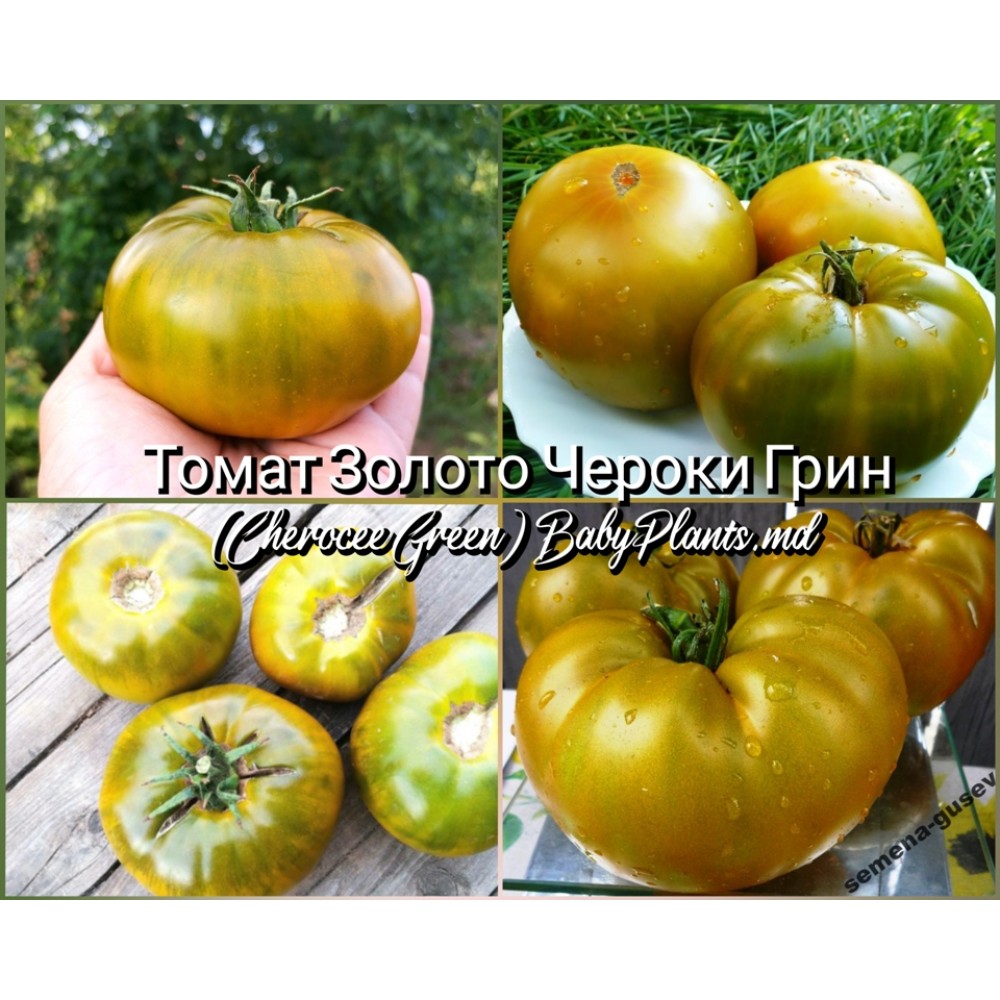 Томат Золото Чероки Грин (Cherocee Green) - 10 семян