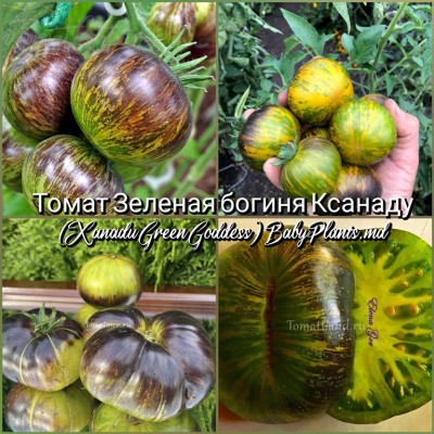 Томат Зеленая богиня Ксанаду (Xanadu Green Goddess) - 10 семян