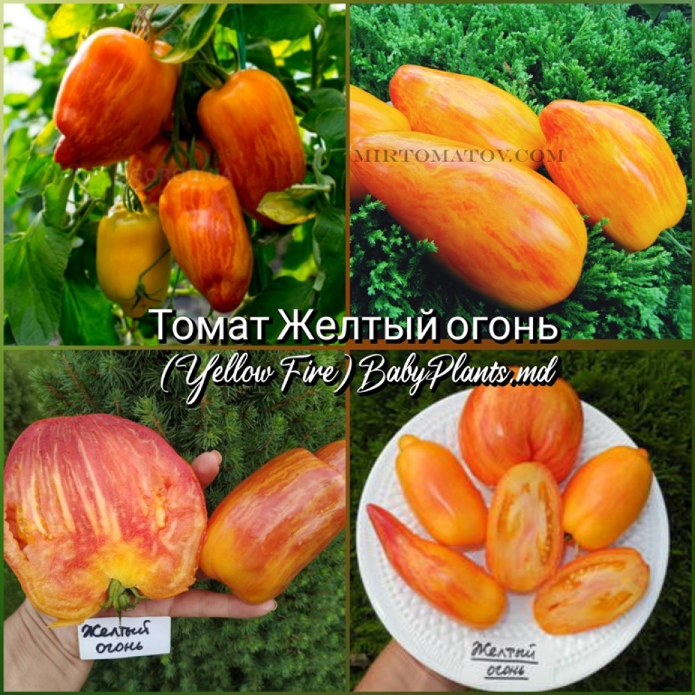 Томат Желтый огонь (Yellow Fire) - 10 семян