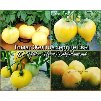 Томат Желтое сердце Евы (Eva Yellow Heart) - 10 семян