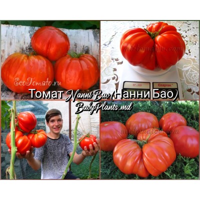 Томат Nanni Bao (Нанни Бао) - 10 семян