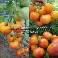 Томат Пламенные сердца - 10 семян