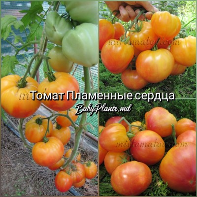 Томат Пламенные сердца - 10 семян