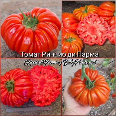 Томат Riccio di Parma (Риччио ди Парма) - 10 семян