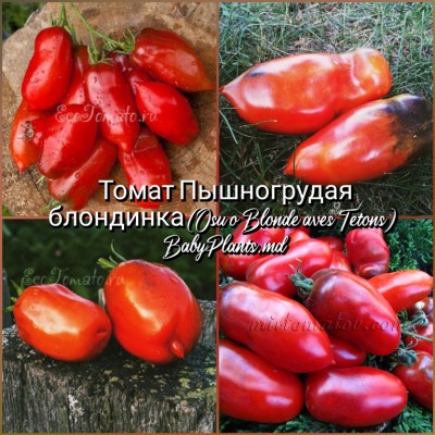Томат Osu o Blonde aves Tetons (Пышногрудая блондинка) - 10 семян