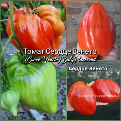 Томат Сердце Венето (Cuore Veneto) - 10 семян