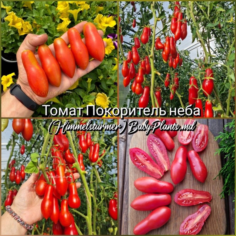 Томат Покоритель неба (Himmelsturmer) - 10 семян
