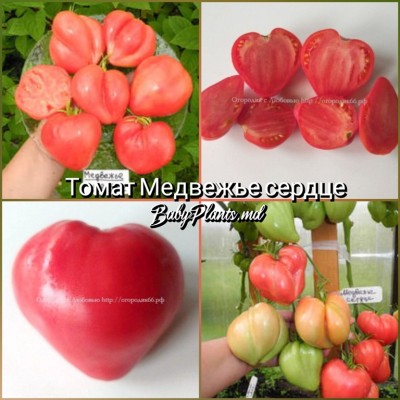 Томат Медвежье сердце - 10 семян