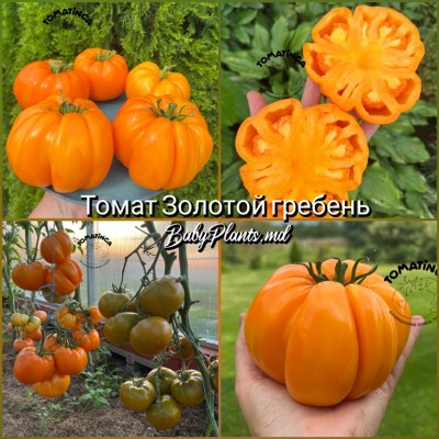 Томат Золотой гребень - 10 семян