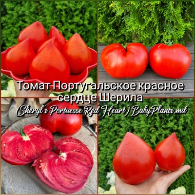 Томат Португальское красное сердце Шерила (Sheryl's Portuesse Red Heart) - 10 семян