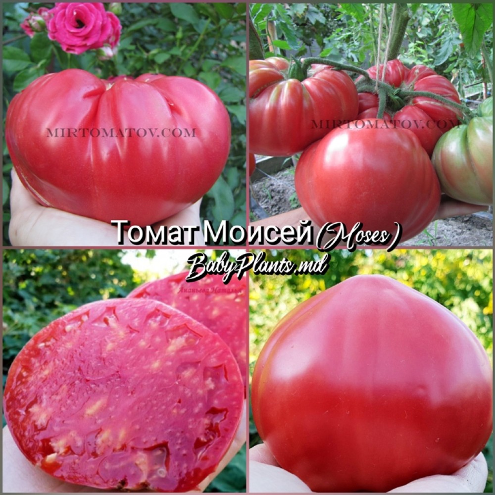 Томат Моисей (Moses) - 10 семян