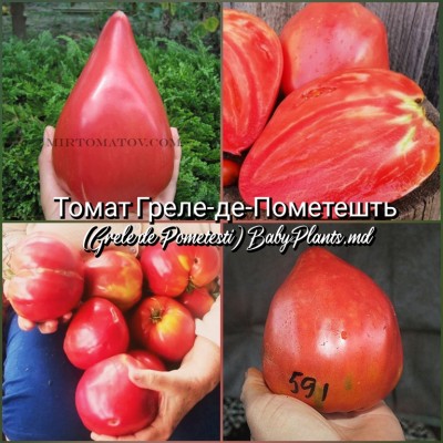 Томат Греле-де-Пометешть (Grele de Pometesti) - 10 семян