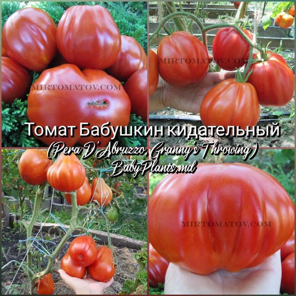 Томат Бабушкин кидательный (Pera D'Abruzzo, Granny's Throwing) - 10 семян
