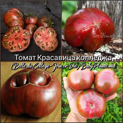 Томат Красавица колледжа (Belle du College-Join or Die) - 10 семян