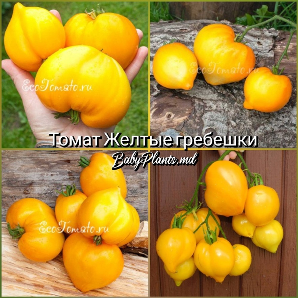 Томат Желтые гребешки - 10 семян