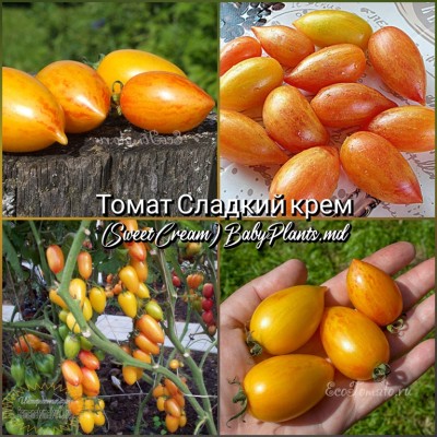 Томат Sweet Cream (Сладкий крем) - 10 семян