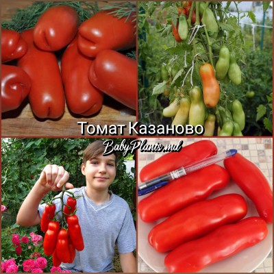Томат Казаново - 10 семян