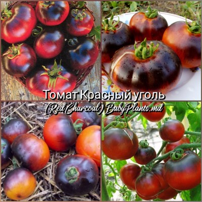 Томат Red Charcoal (Красный уголь) - 10 семян