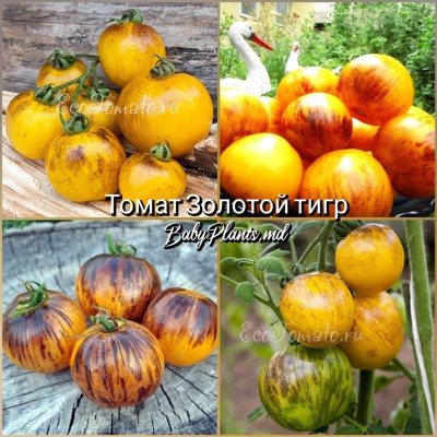 Томат Золотой тигр - 10 семян
