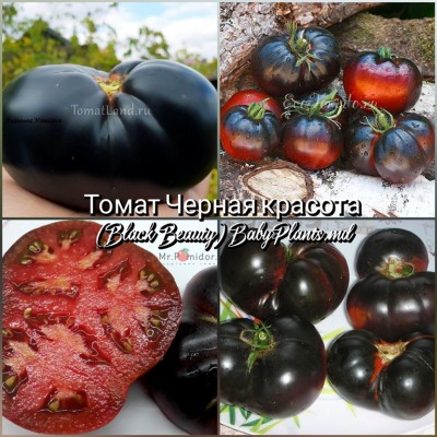 Томат Черная красота (Black Beauty) - 10 семян