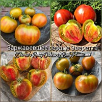 Томат Заржавевшее сердце Эверетта (Everett's Rusty Oxheart) - 10 семян