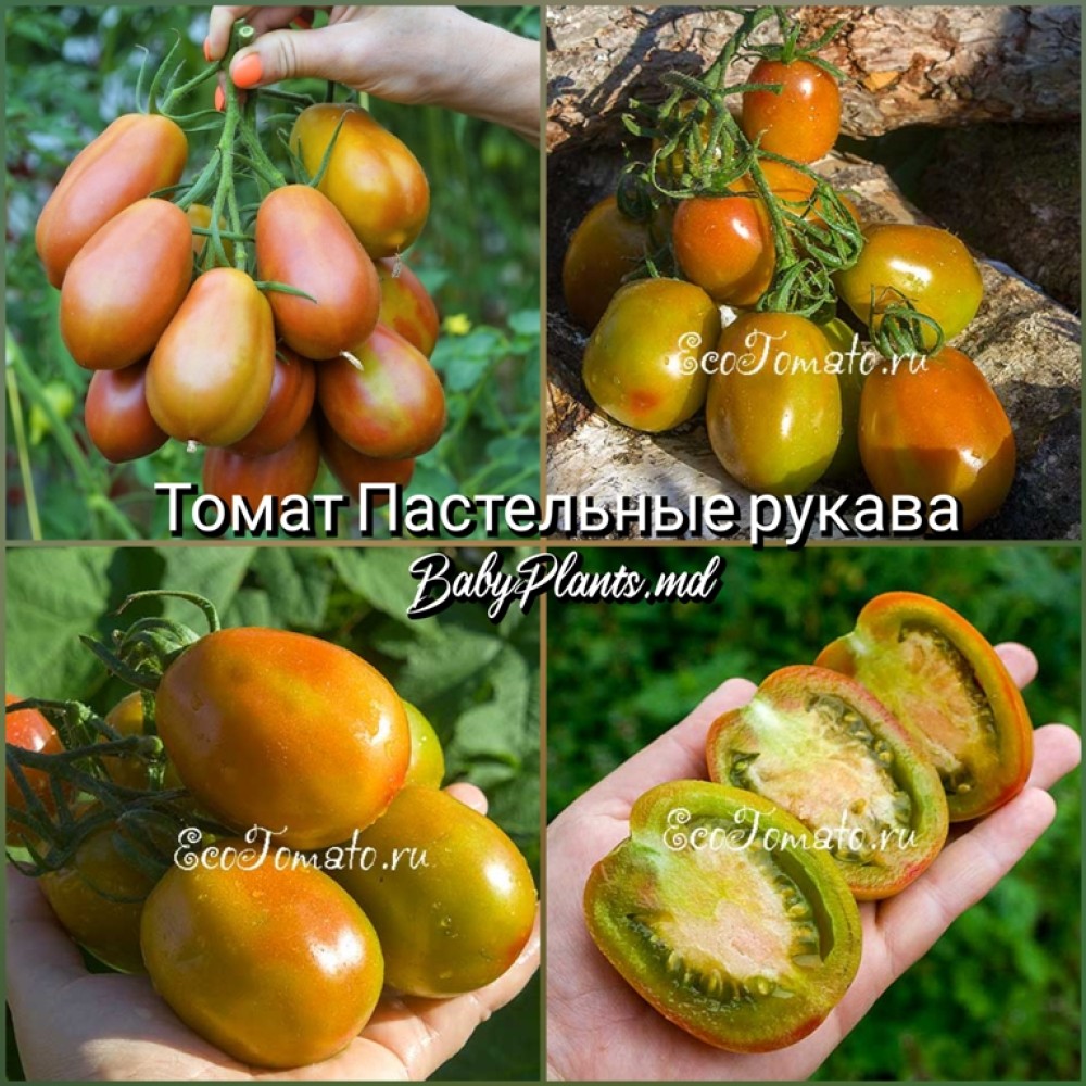 Томат Пастельные рукава - 10 семян