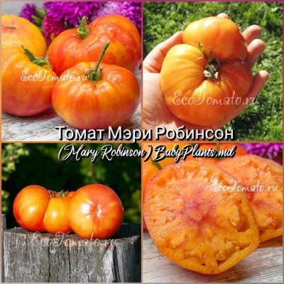 Томат Мэри Робинсон (Mary Robinson) - 10 семян