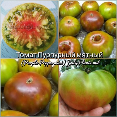 Томат Пурпурный мятный (Purple Peppermint) - 10 семян