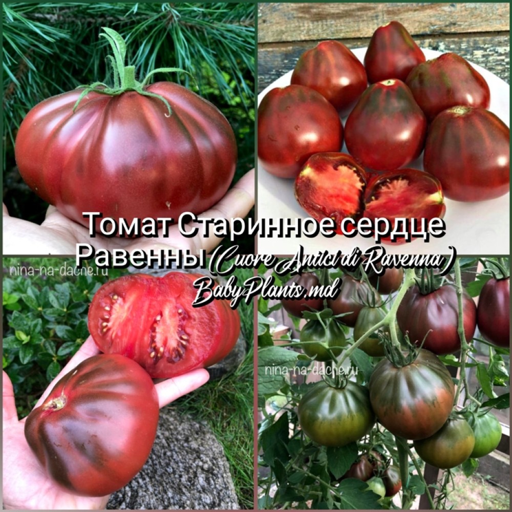 Томат Старинное сердце Равенны (Cuore Antici di Ravenna) - 10 семян