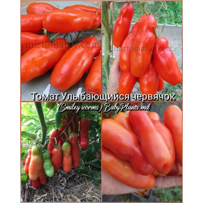 Томат Улыбающийся червячок (Smiley worms) - 10 семян
